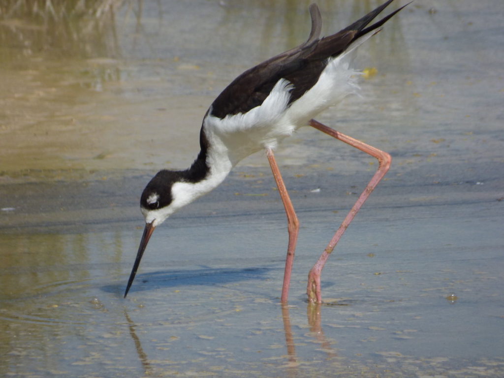 Aeʻo or Hawaiian Stilt<br>Population: About 2,000<br>Forest and Kim Starr © Creative Commons