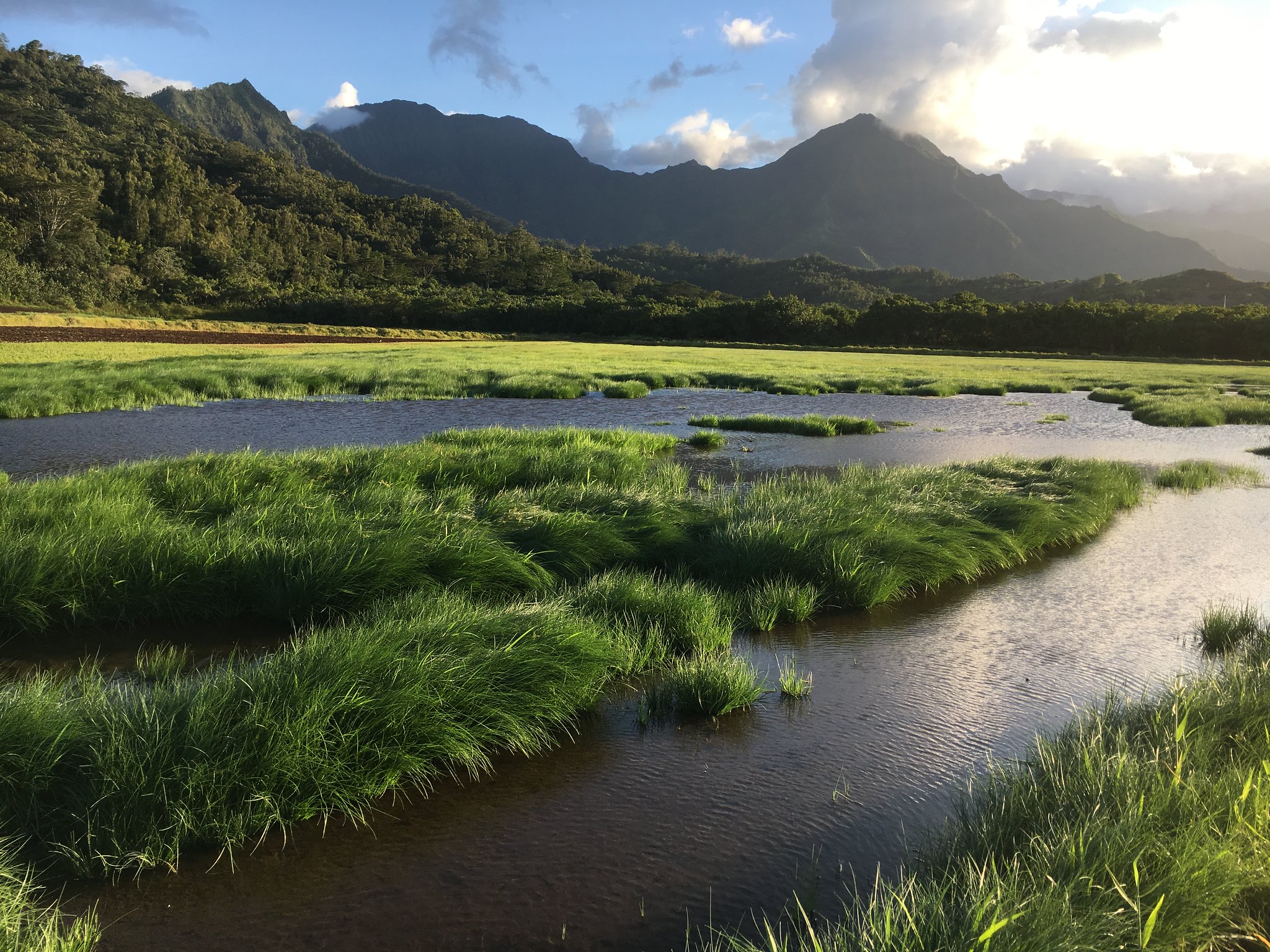 Healthy watersheds and wetands are critical to Hawaiʻi's resident endangered waterbirds, as well as many migratory species. <br> J. Waipa / U.S. Fish and Wildlife Service