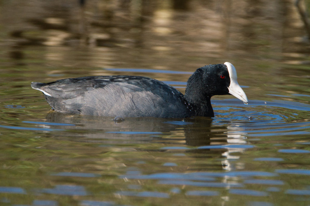 ‘Alae ke‘oke‘o or Hawaiian CootPopulation: About 2,000<br>Emilie Chen © Creative Commons 