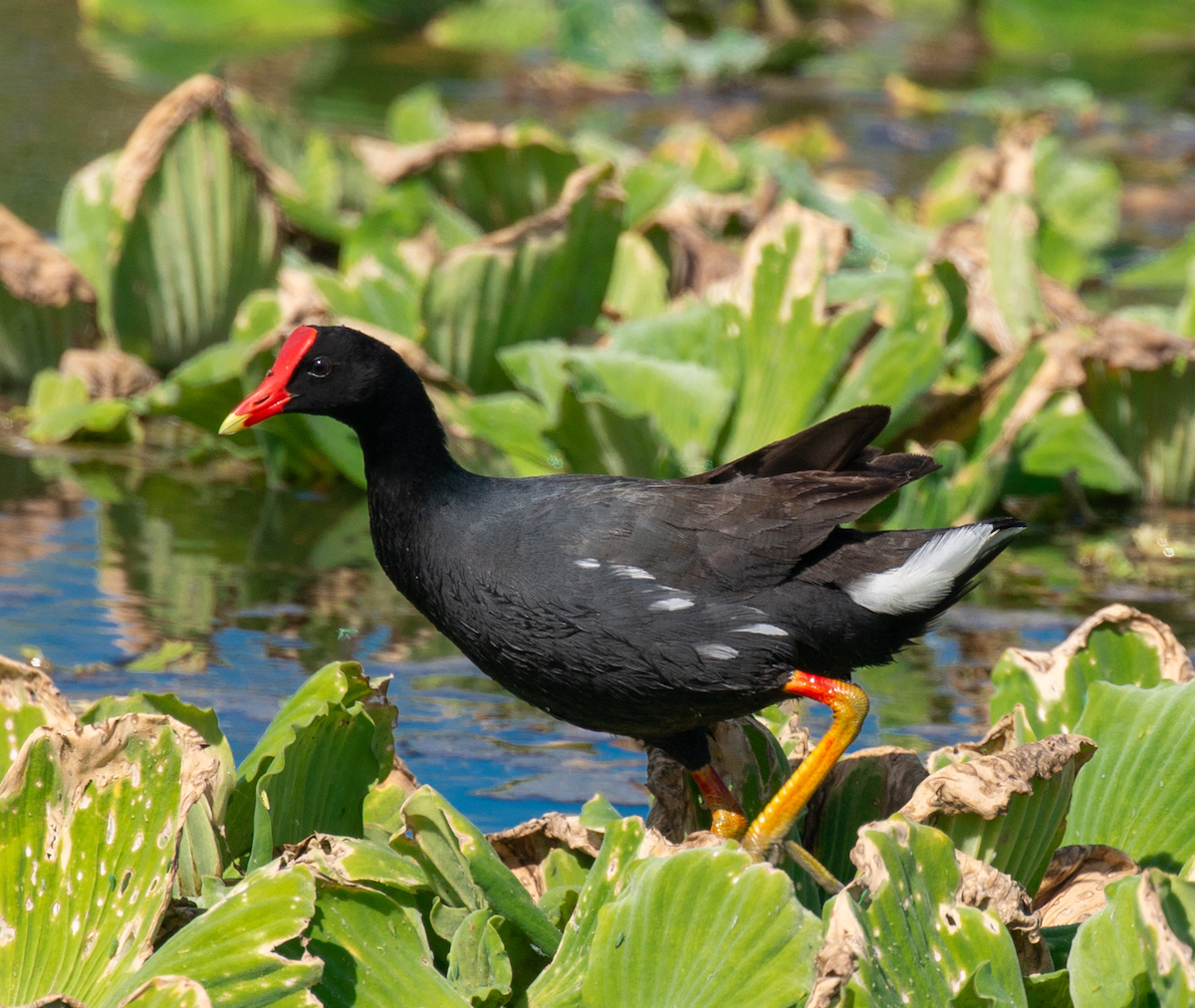 ʻAlae ʻula or Hawaiian Moorhen. <br> Poulation: About 1,000<br>
Lainie Berry