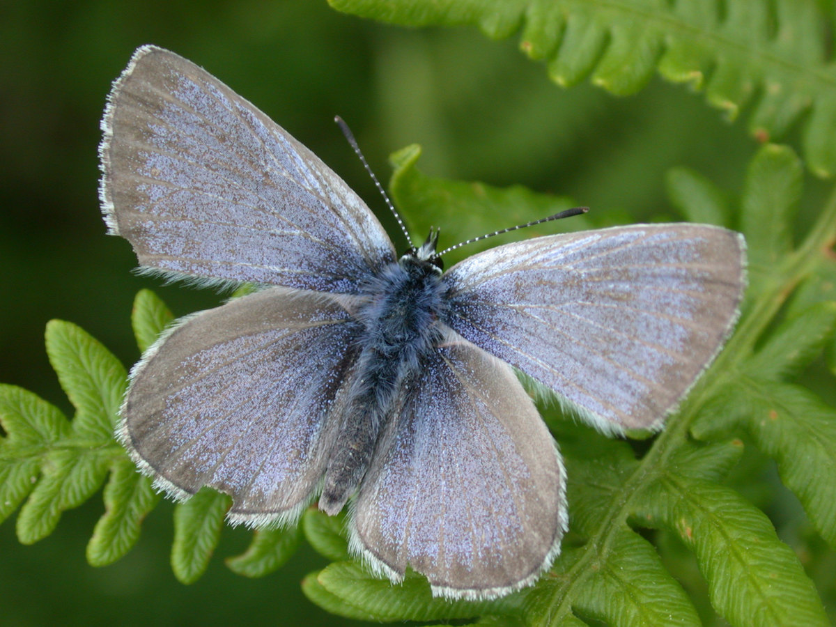 Fenders Blue Butterfly<br> US Army Corps of Engineers