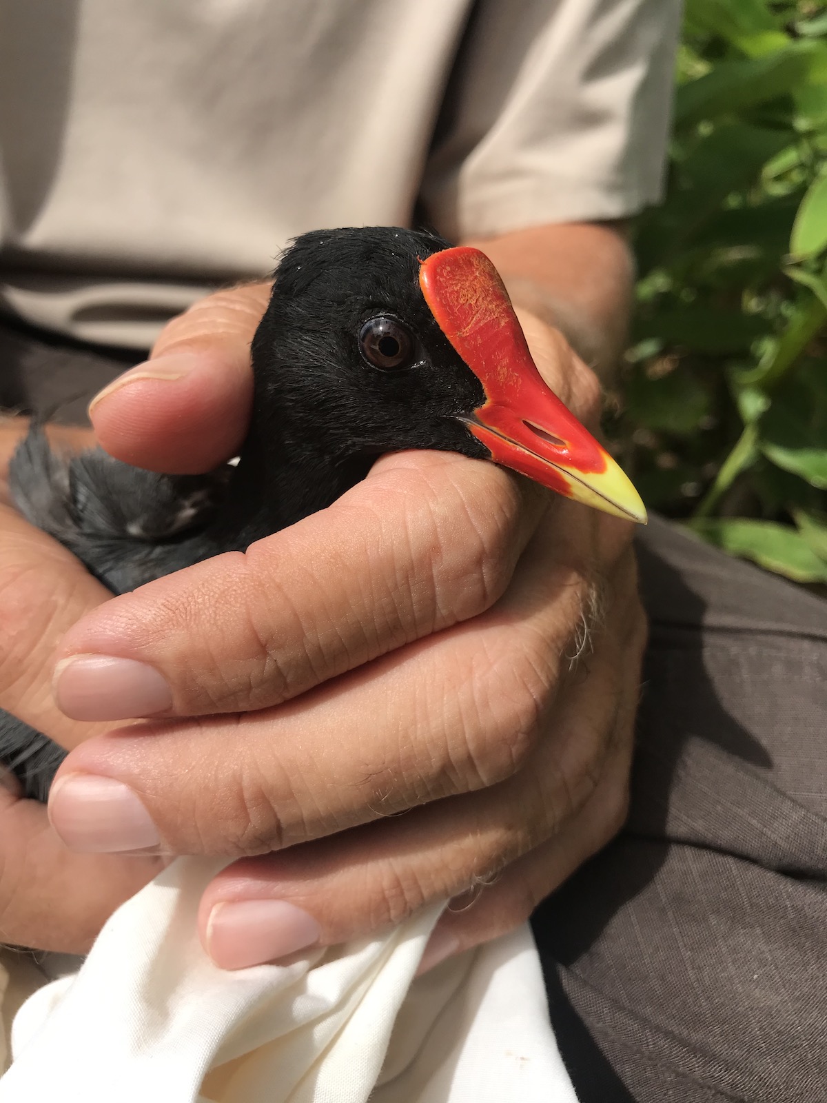 The ‘alae‘ula, or Hawaiian Common Gallinule, is an endangered species, with the global population estimated at 1,000 birds. This research project will help inform land managers about what the birds need for successful nesting.