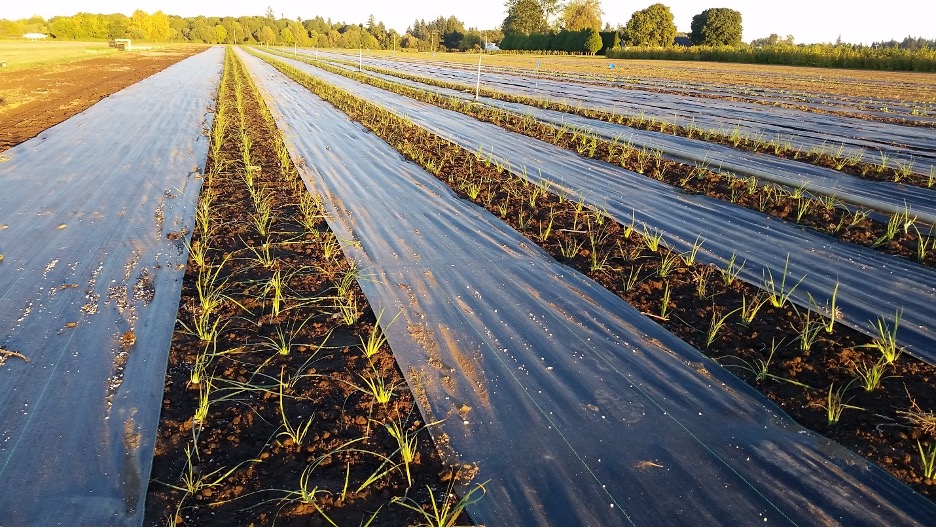 Newly planted Oregon iris (Iris tenax) plugs in October 2018.<br>©  Institute for Applied Ecology.