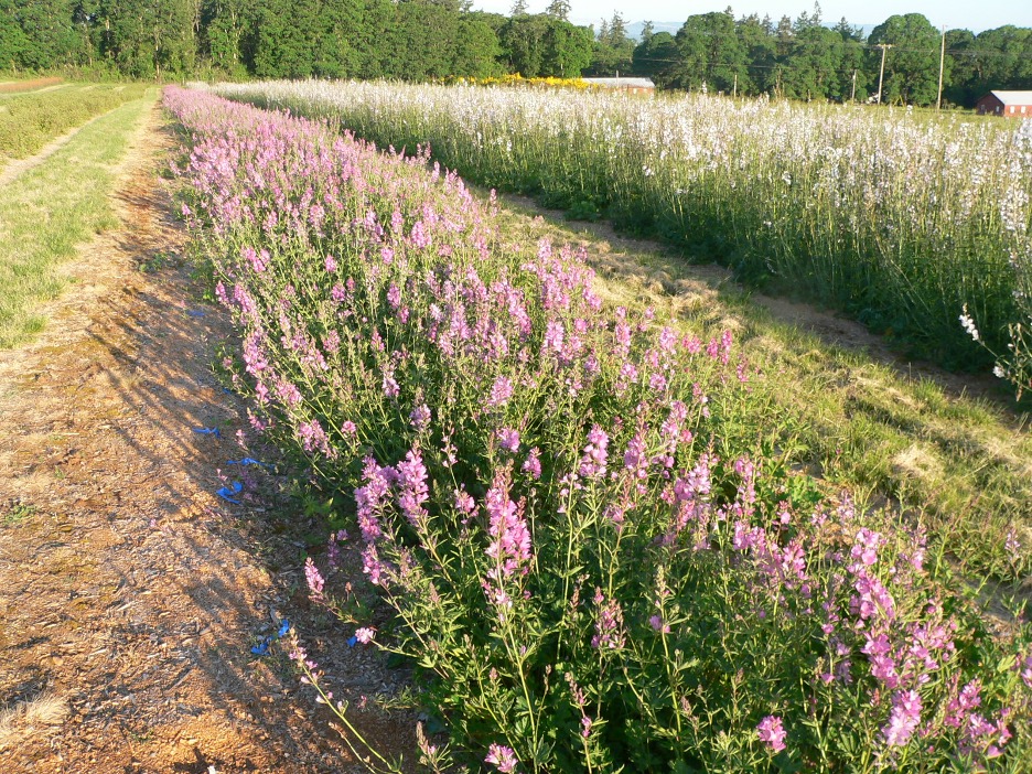 A field of rose checkermallow (Sidalcea malviflora ssp. virgata) at Heritage Seedlings, Inc. in Salem, OR. The Partnership strives to work with multiple local native seed producers to help improve the native seed market in the Willamette Valley. <br>© Heritage Seedlings, Inc. 