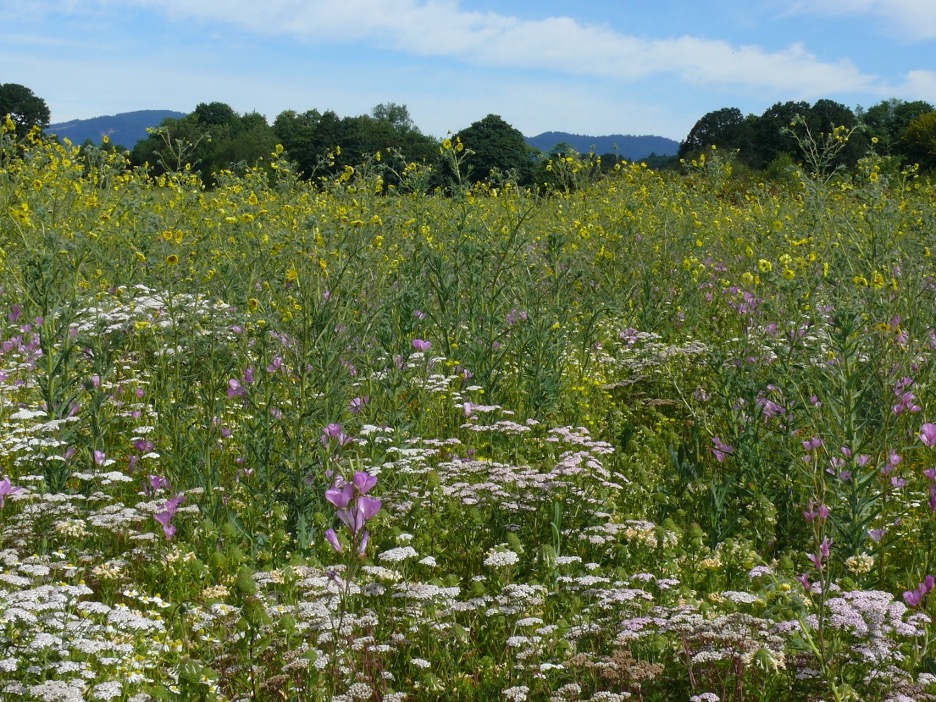 A restored prairie at Herbert Farm and natural Area in Corvallis, OR. Over seven years, nearly 175 acres of ryegrass fields and fallow grassland were converted to natural areas, mainly prairie and riparian forest. The prairie was restored with a focus on providing habitat for the Streaked Horned Lark, a federally threatened species. In 2019, two nests producing chicks were found on the site! The bird had not been documented nesting on this site for more than a decade. And it all started with a seed. <br>© Institute for Applied Ecology