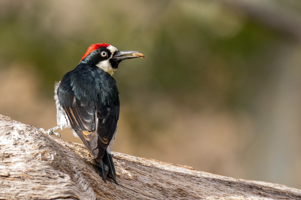 Protecting and promoting healthy oak woodlands supports birds such as the Acorn Woodpecker and Oak Titmouse. KSON's strategic plan includes actions to increase the acreage of healthy oak habitats. One way KSON will measure ecosystem health is by the presence of  > 75% of focal bird species that are highly associated with specific habitat components, such as cavities for nesting. 
<br>.<br>Mick Thompson © Creative Commons