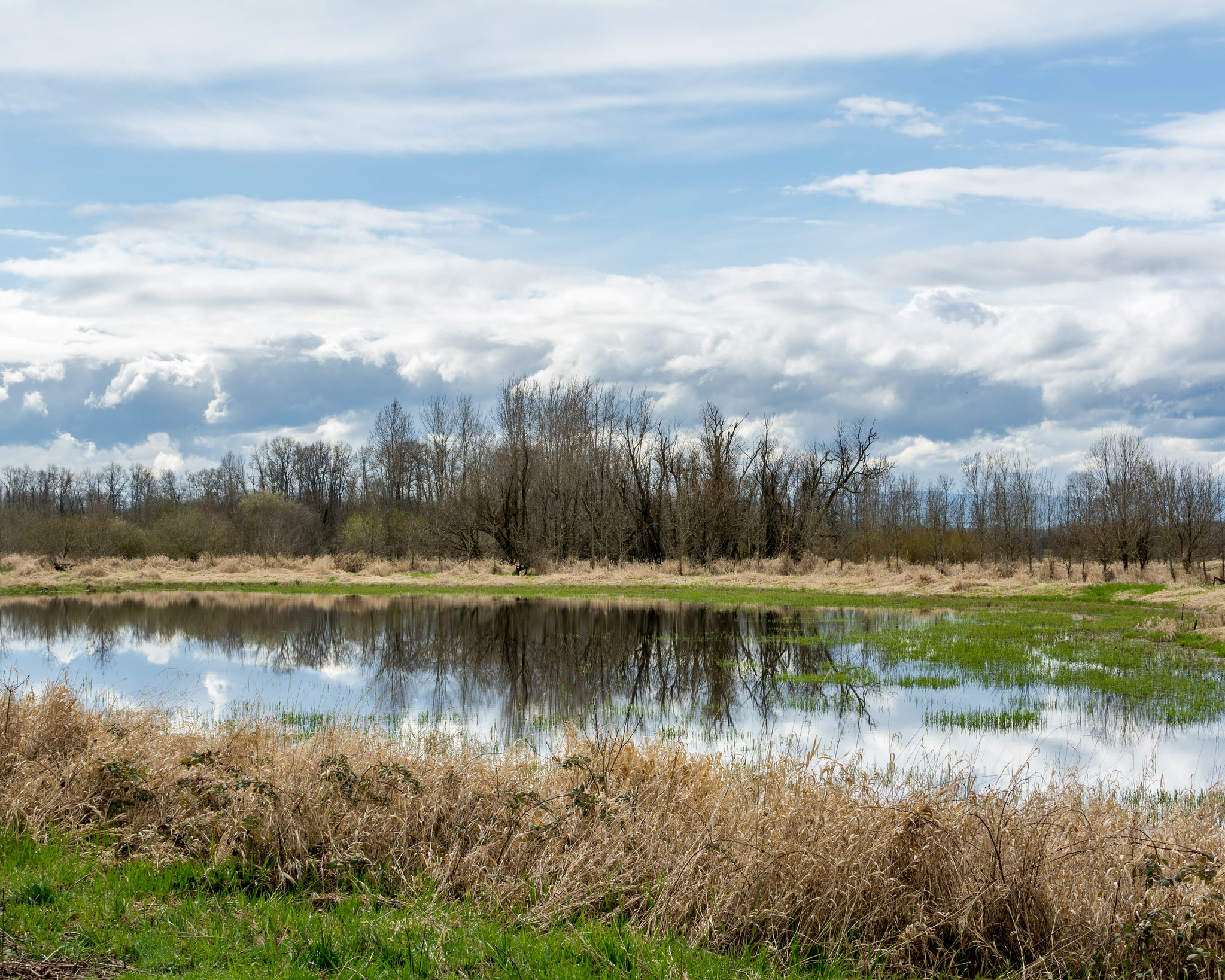 Wetlands Reflections<br>Matthew Warner © Creative Commons