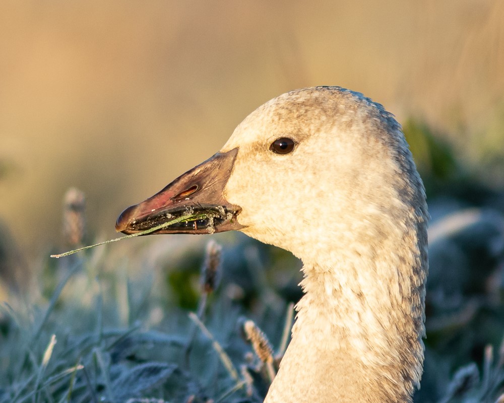 Snow Goose are one of the many bird species that use the Fraser River Delta and Estuary. <br>© Barry Troutman