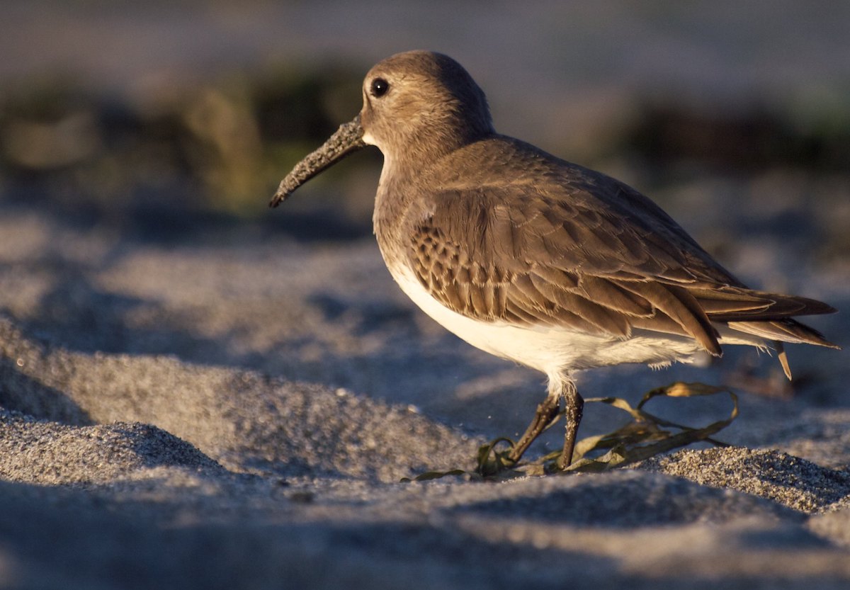 Dunlin are the most abundant shorebird in Puget Sound. Our models correctly identified the center of abundance in North Puget Sound estuaries and bays, where they have a strong association with estuarine emergent wetlands and mudflats.<br>Ingrid Taylar © Creative Commons