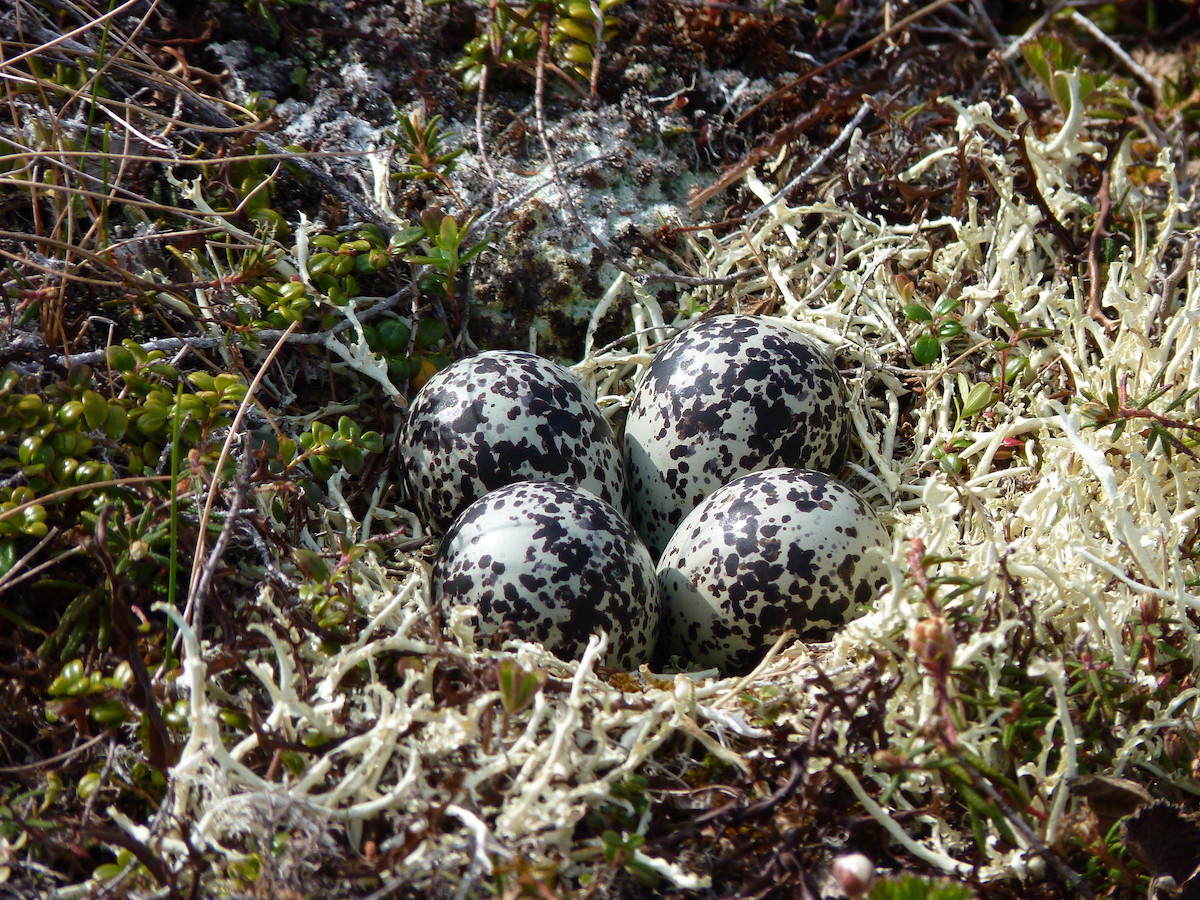 Pacific Golden-Plover Nest in Alaska<br>Kristine Sowl, U.S. Fish and Wildlife Service