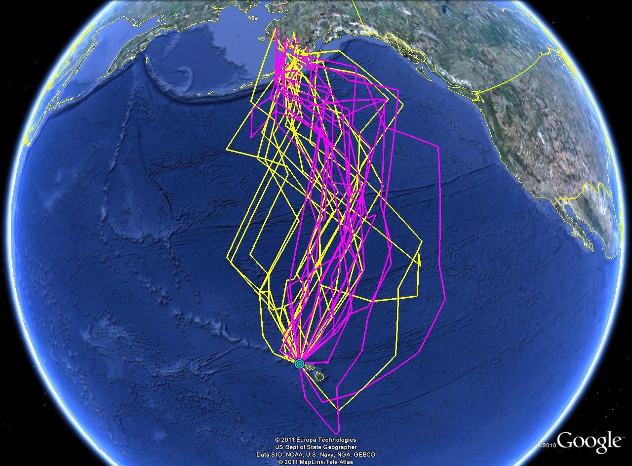 The Alaska-Hawaiʻi Pacific Golden-Plover Connection. The yellow tracks show the path of geologger equipped birds traveling north in spring to nesting grounds, the purple shows the southward return in fall.  <br> Image from Dr. Oscar W. Johnson, used with permission.