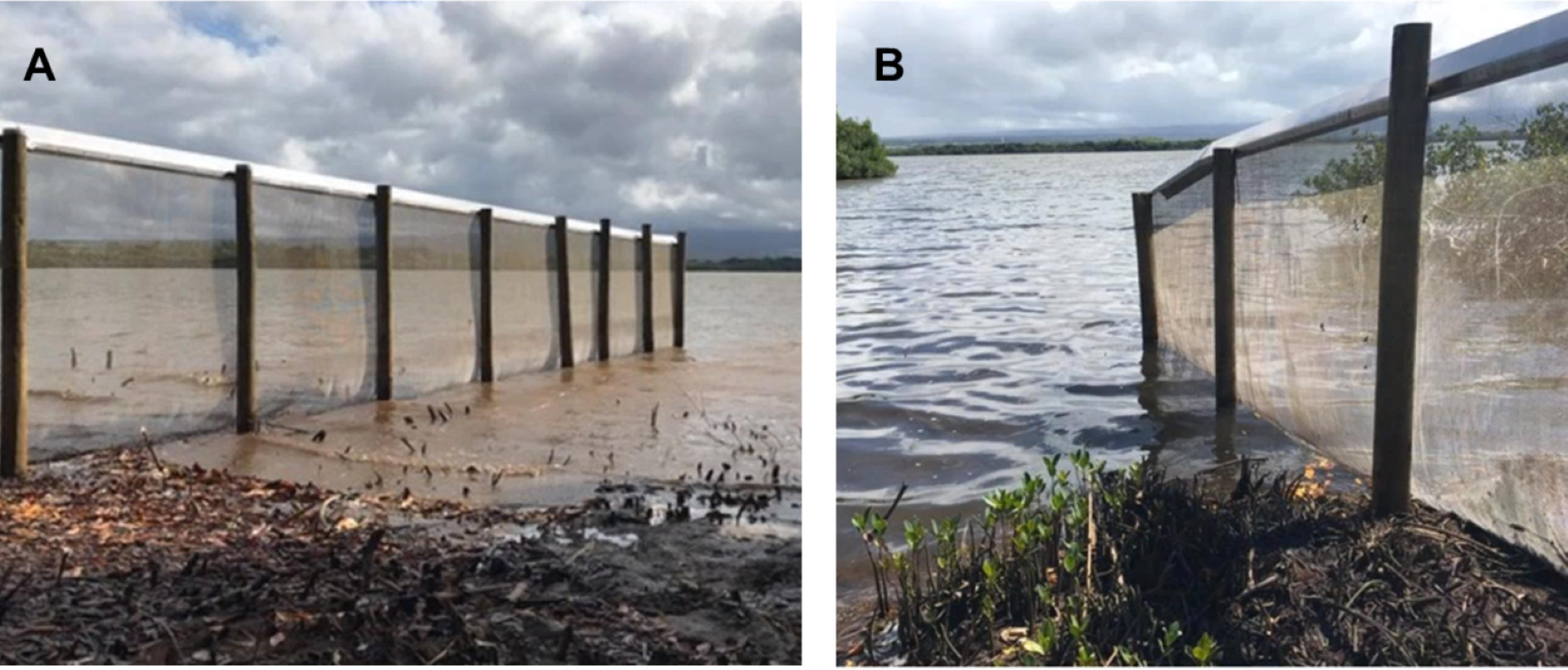 From the paper: The west (A) and east (B) ends of the exclusion fence extending into Pearl Harbor, using the water as a natural barrier to exclude mammalian predators.