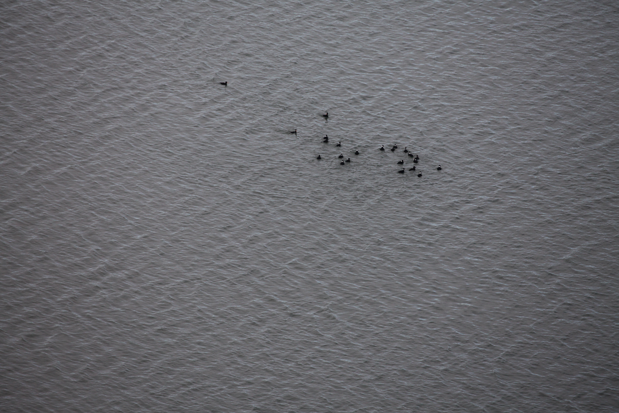 Scoter flock on transect (a flock that gets counted) during winter aerial surveys. <br>Joseph R. Evenson, Washington Department of Fish and Wildlife