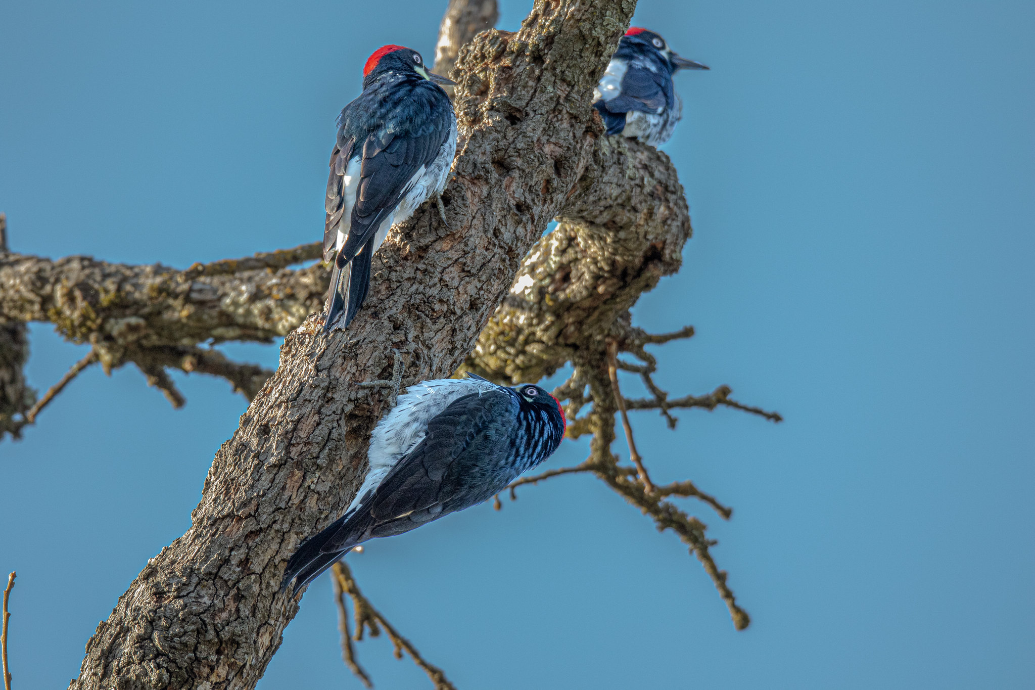 The communal habits of Acorn Woodpeckers are characteristic of the species. <br> Arvind Agarwal  © Creative Commons