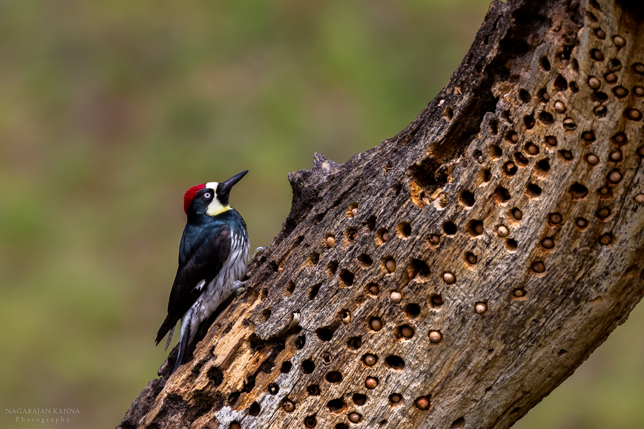 Acorn Woodpecker Nest