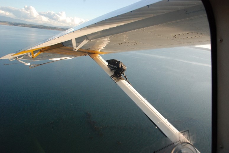 The Salish Sea as seen by aerial surveyors. <br>Matthew Hamer, Washington Department of Fish and Wildlife