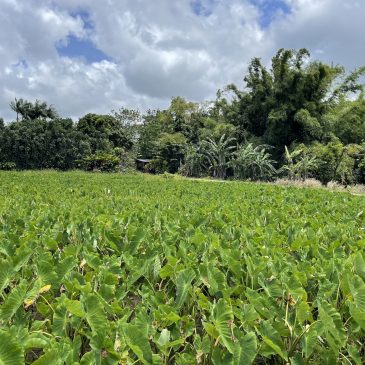 Faces of the Hawaiʻi Wetlands Committee