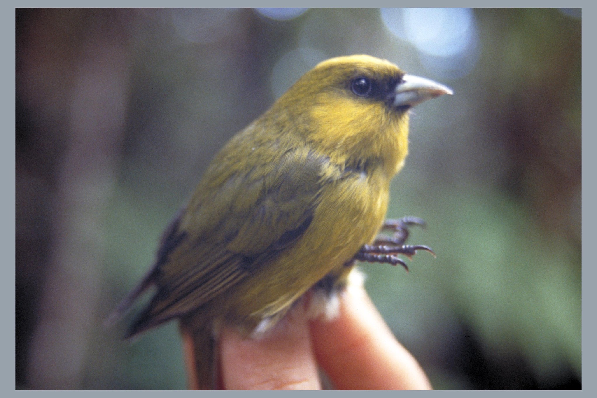 Photo of the critically endangered 'akikiki