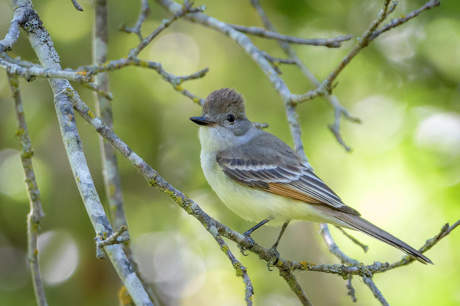 Ash-throated Flycatcher image