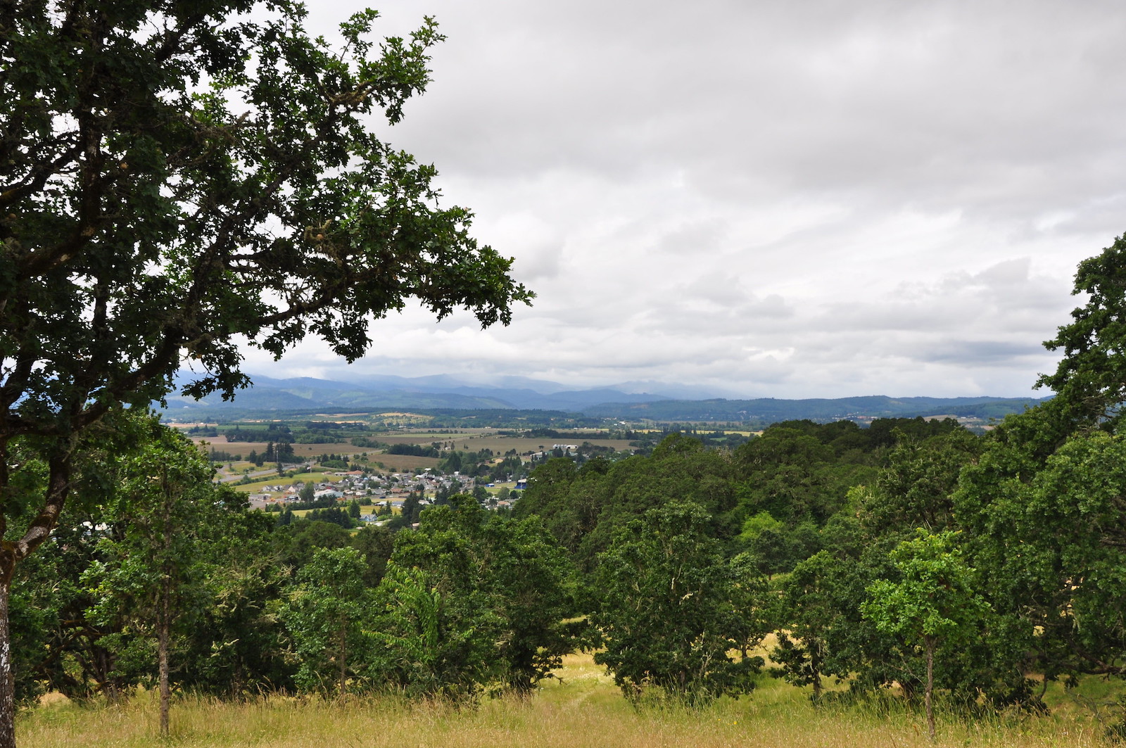 Oaks on ranches are a win-win, especially in a warming climate. This Oregon project received financial and technical assistance from the Natural Resources Conservation Service and the Yamhill Soil and Water Conservation District.<br>Photo by Tracy Robillard, NRCS