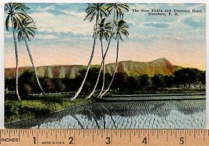 1920's Vintage Real Photo Post Card Of Palm Trees And Koko Head Oahu Hawaii 