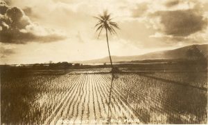Hawaiian Rice Field
