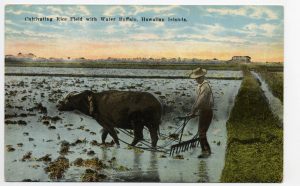 Cultivating Rice Buffalo