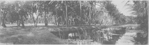 Rice Canal Palm Grove