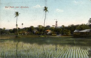 Rice Field Honolulu