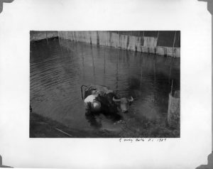 Water Buffalo Bath 1939