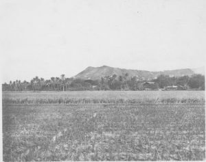 Diamond Head Rice Fields 1900