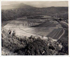 Hanalei Rice Fields
