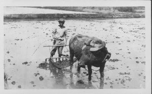 Rice Field Water Buffalo