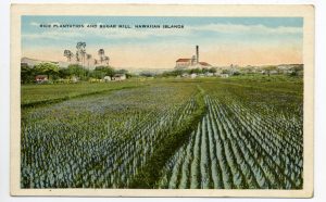Rice Plantation Sugar Mill