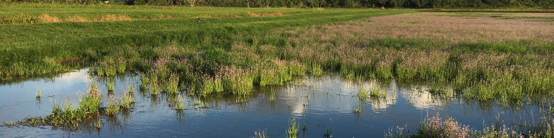 Wetland Conservation And Habitat