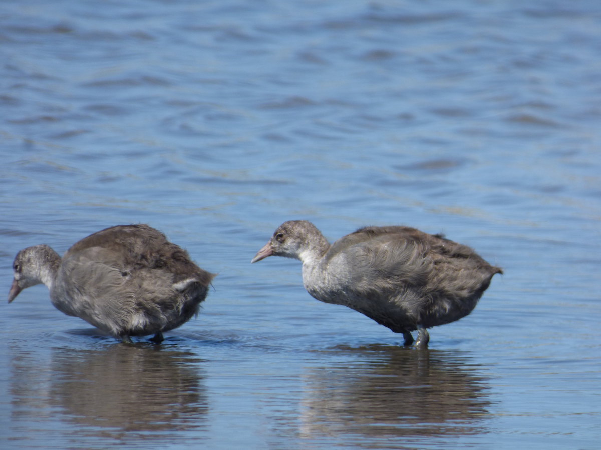 Young birds lack the white bill and frontal shield of the adults, but still have the characteristic stocky shape.<br>Forest and Kim Starr © Creative Commons