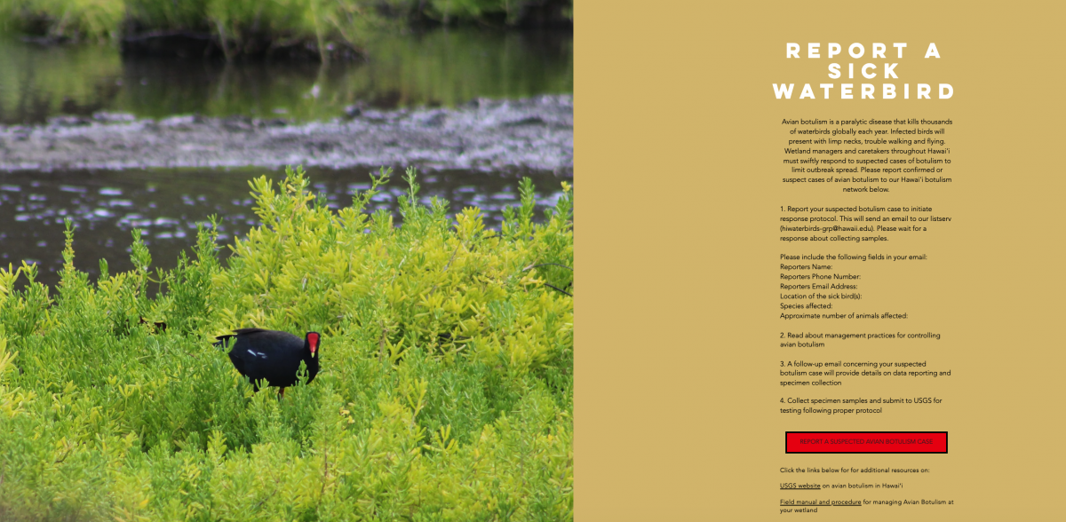 Anyone can report a sick bird on the Hawaiʻi Wetlands Partnership website. 