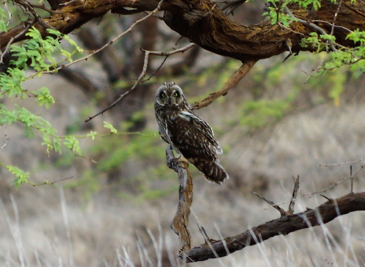 The Pueo is an endemic Hawaiian subspecies of the widespread Short-eared Owl. Nature Serve lists Pueo as an imperiled subspecies.<brJames Bruch, KIRC Natural Resource Specialist III