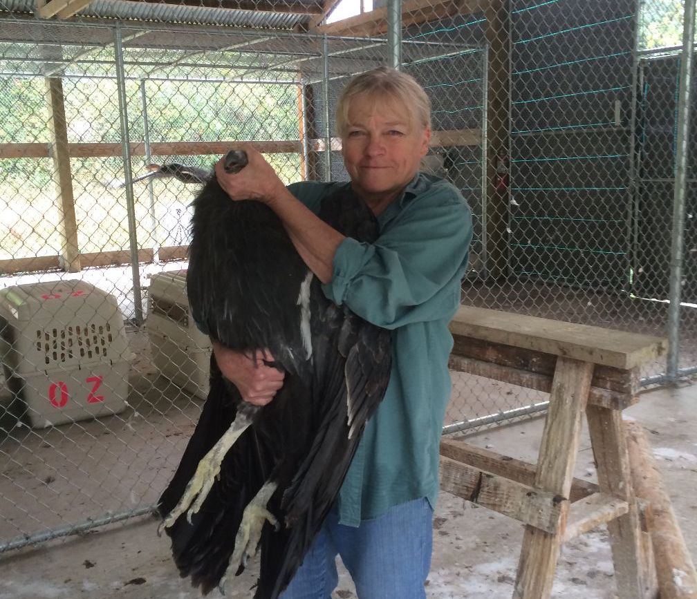 Holly with a California Condor during transfer to a release site.