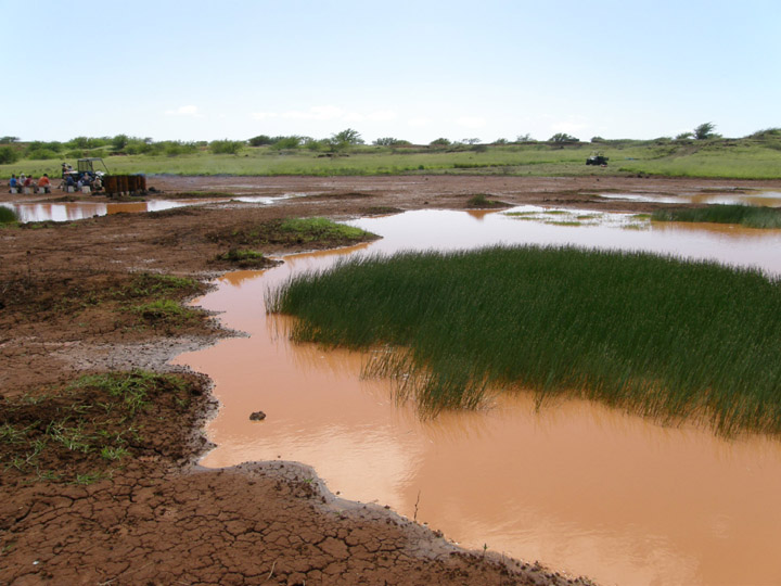 Ephemeral pool in Lua O Kealialalo after a seasonal rain. The KIRC will be removing invasive species like bufflegrass and koa haole from the scrub-shrub wetland and reintroducing native plants including ma'o, or Hawaiian cotton.<br> Photo courtesy KIRC 