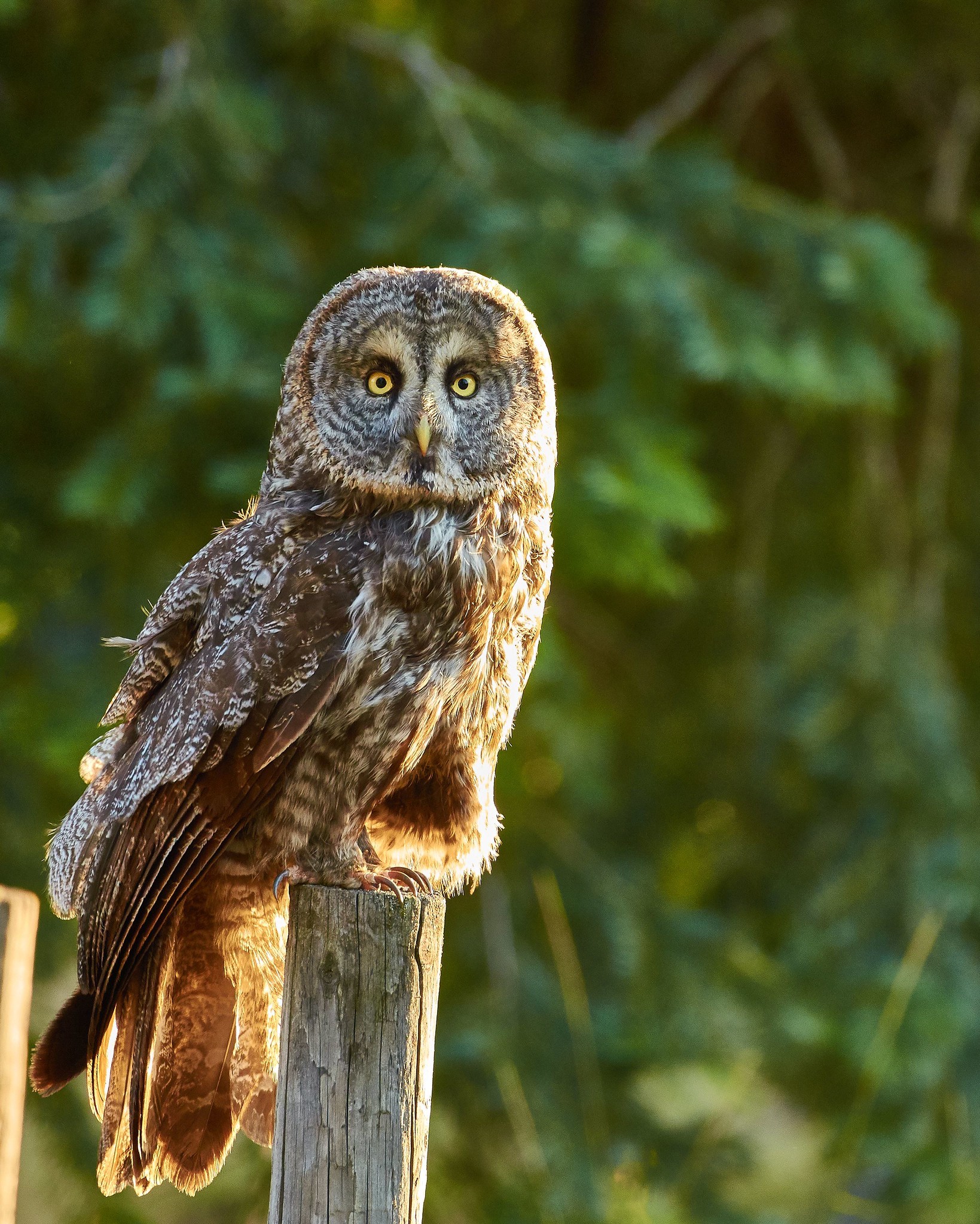 Great Gray Owl (<i>Strix nebulosa<i>)<br>Frank D. Lospalluto © Creative Commons