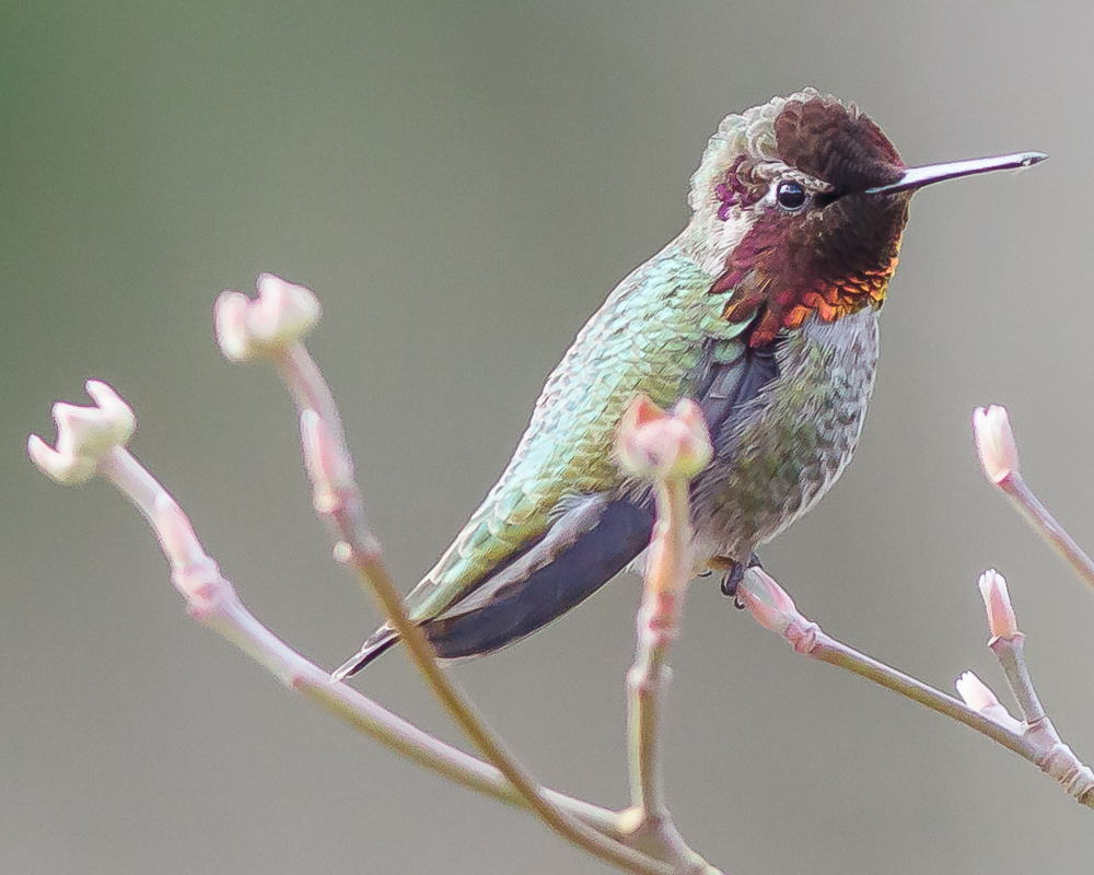 Anna's Hummingbird (<i>Calypte anna</i>)<br>©Barry Troutman