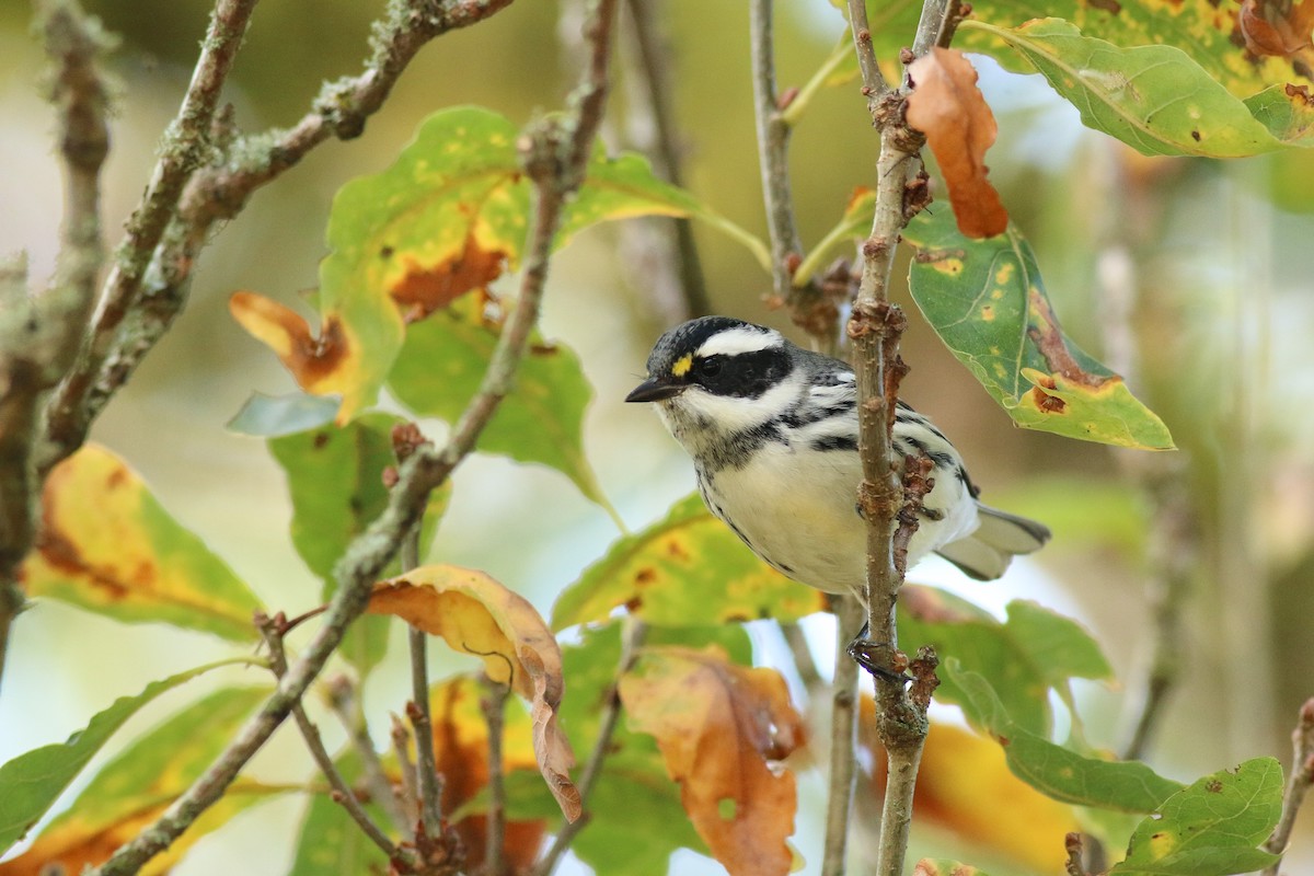 Black-throated Gray Warbler (<i>Setophaga nigrescens</i>)<br>© Yousif Attia