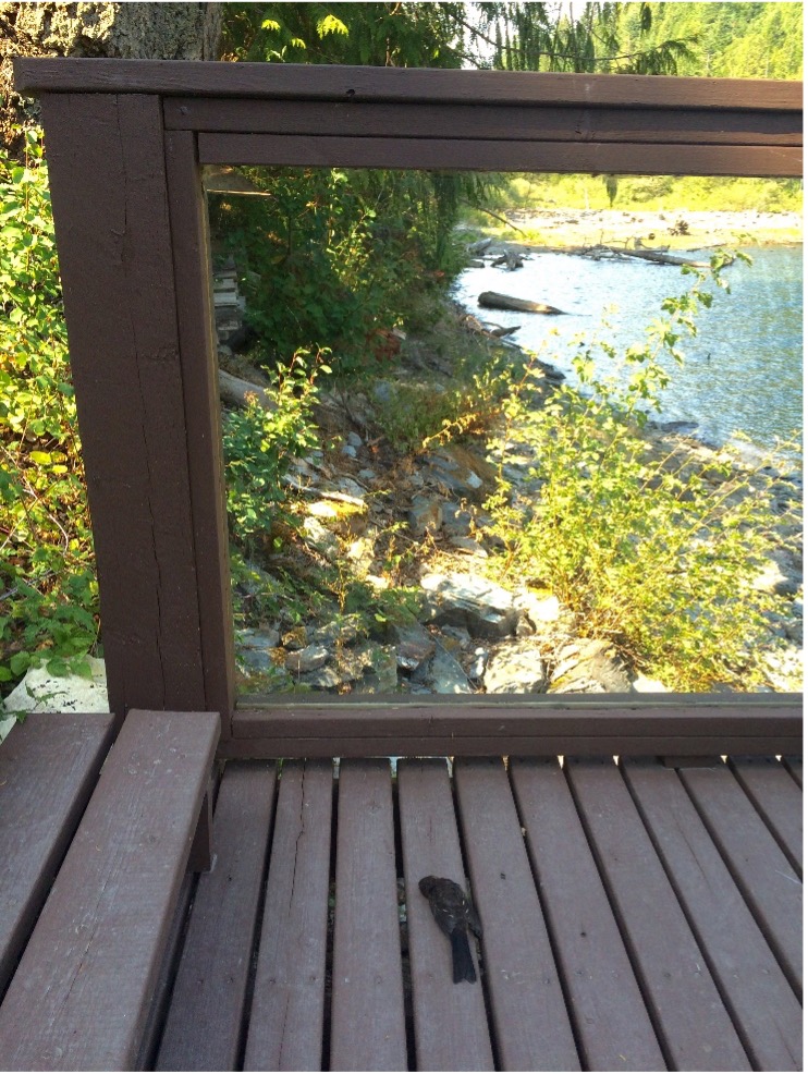 Juvenile Spotted Towhee (<i>Pipilo maculatus</i>) killed by colliding with a glass railing. <br>Photo: A. Huang