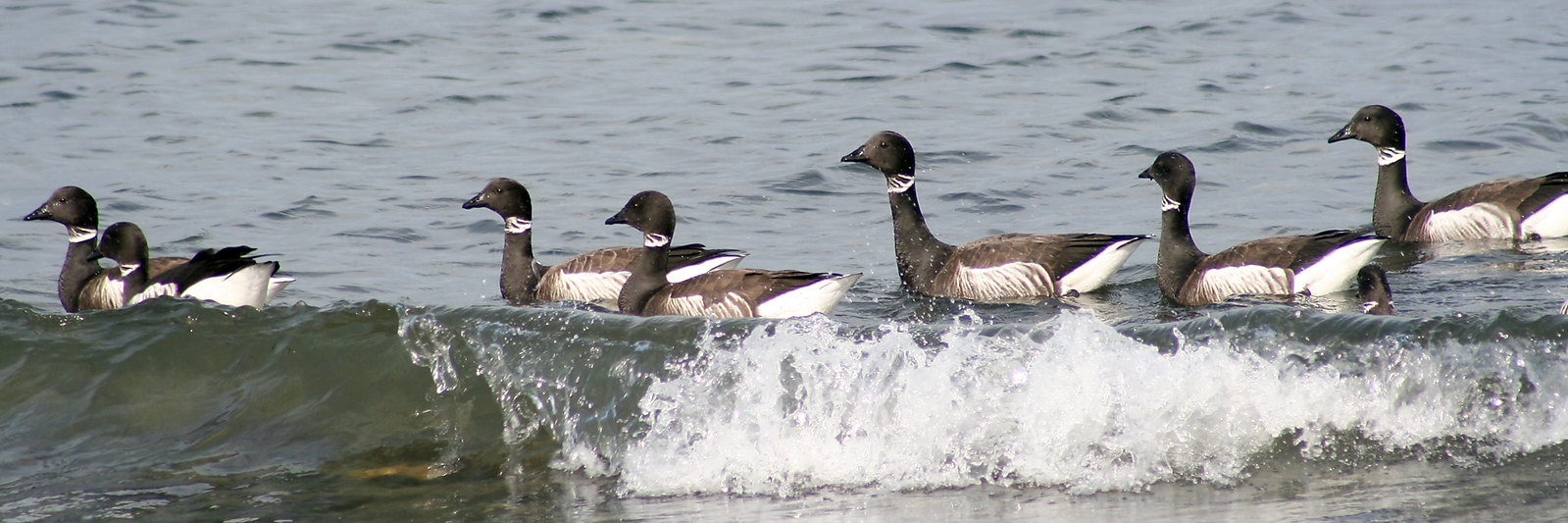 Pacfic Brant <br>Dow Lambert, U.S. Fish and Wildlife Service