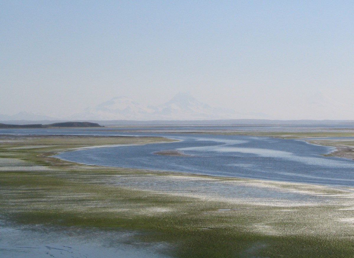 Eelgrass at Izembek Lagoon, Alaska <br>Kristine Sowl, U.S. Fish and Wildlife Service