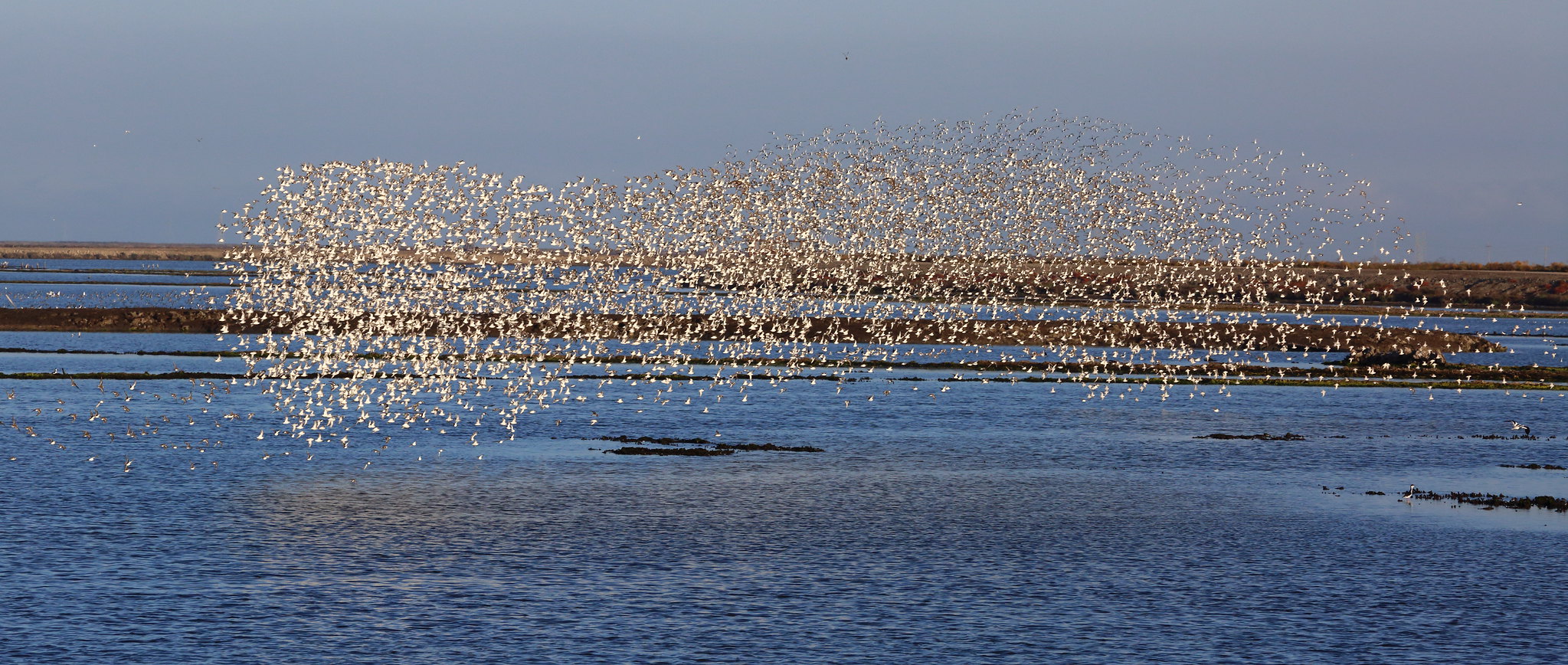 Flock of Sandpipers <br>Don McCullough © Creative Commons