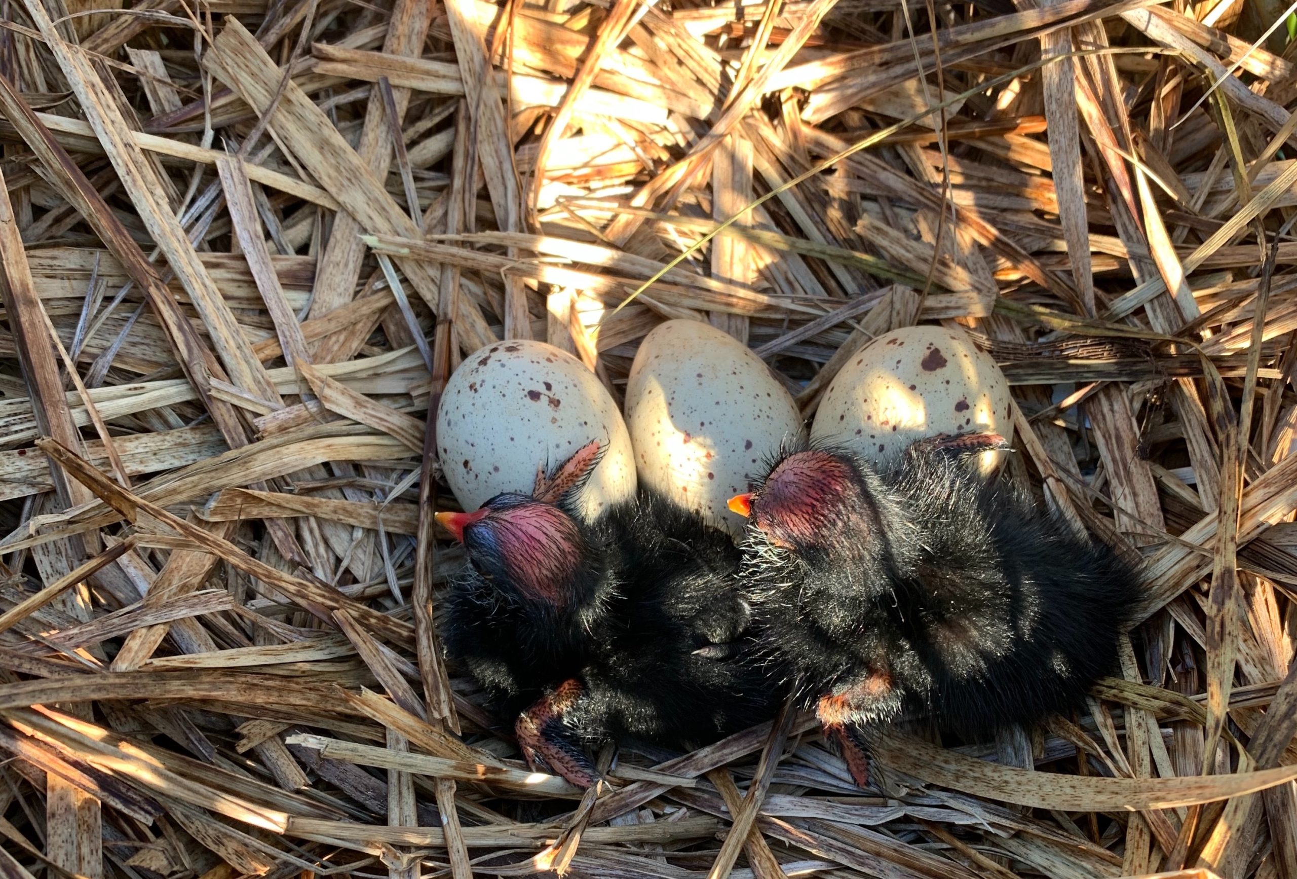 ‘Alae ‘ula chicks successfully hatched. The chicks are still vulnerablet to predation and other threats, necessitating ongoing wetland management.<br>© Hawaiʻi Department of Natural Resources