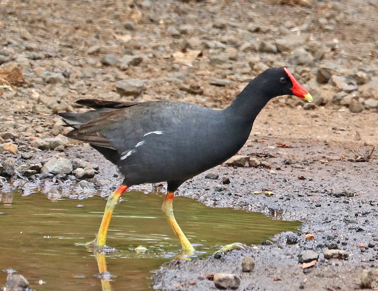 Adult ‘alae ‘ula (Hawaiian Common Gallinule, <i>Gallinula galeata sandvicensis</i>)