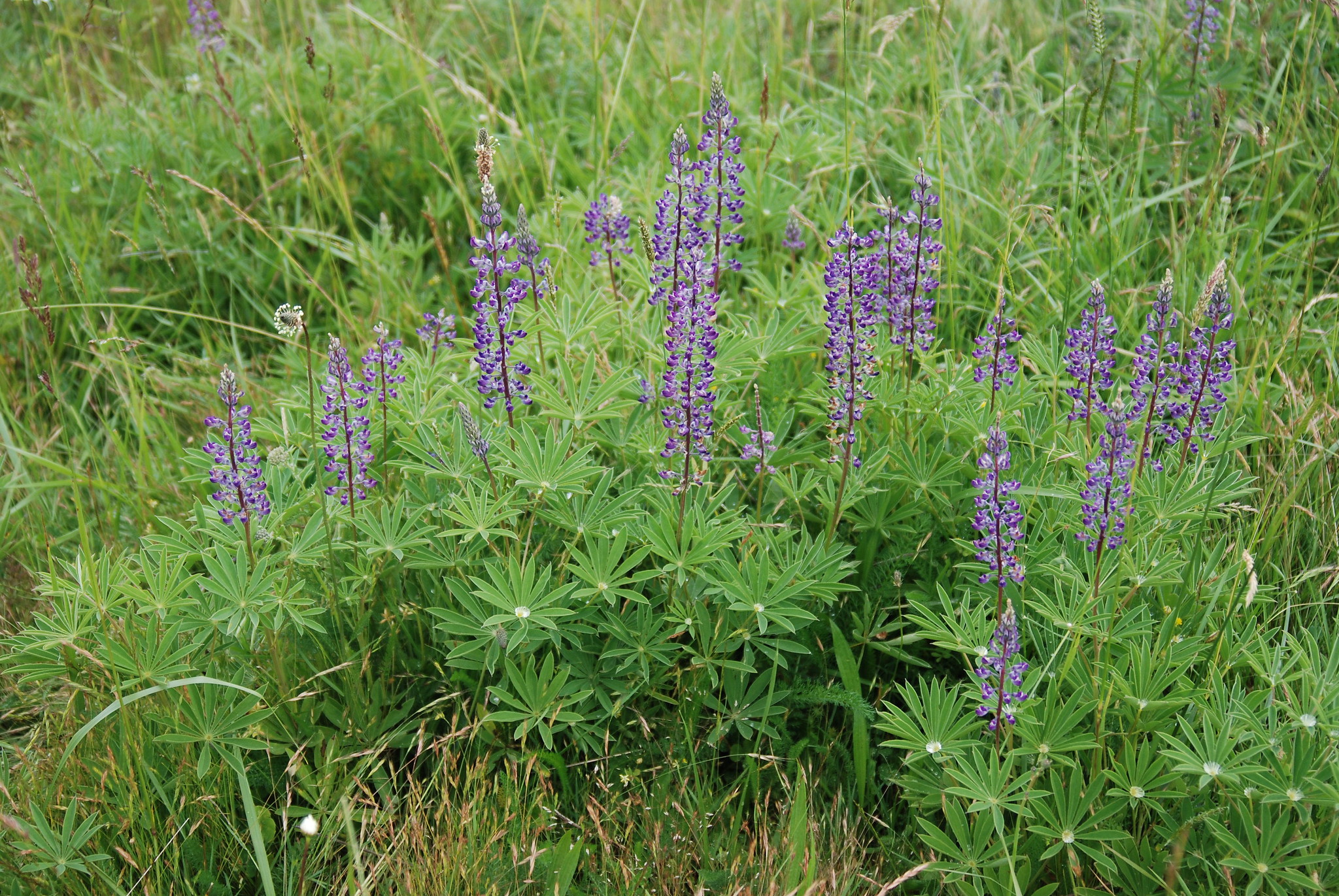 Kincaid's lupine